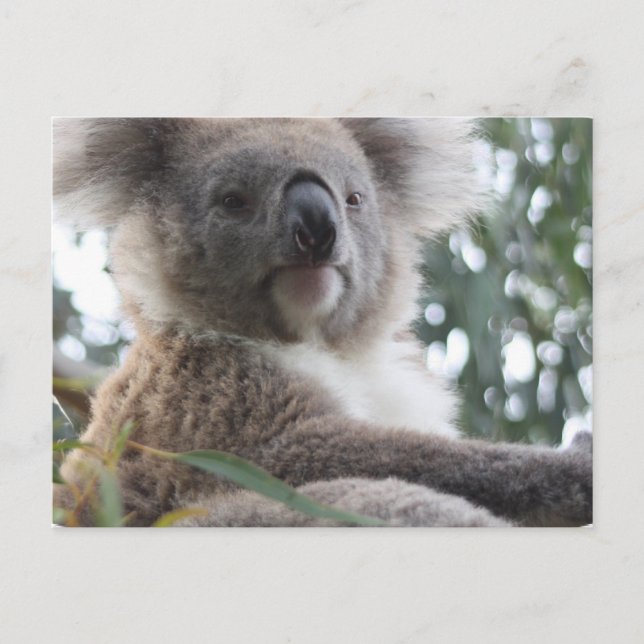 Koala Bear Fakten Postkarte (Vorderseite)