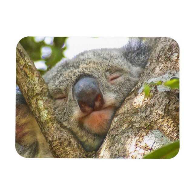 Koala Bear Foto Magnet (Horizontal)