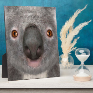 Koala Bear Fotoplatte