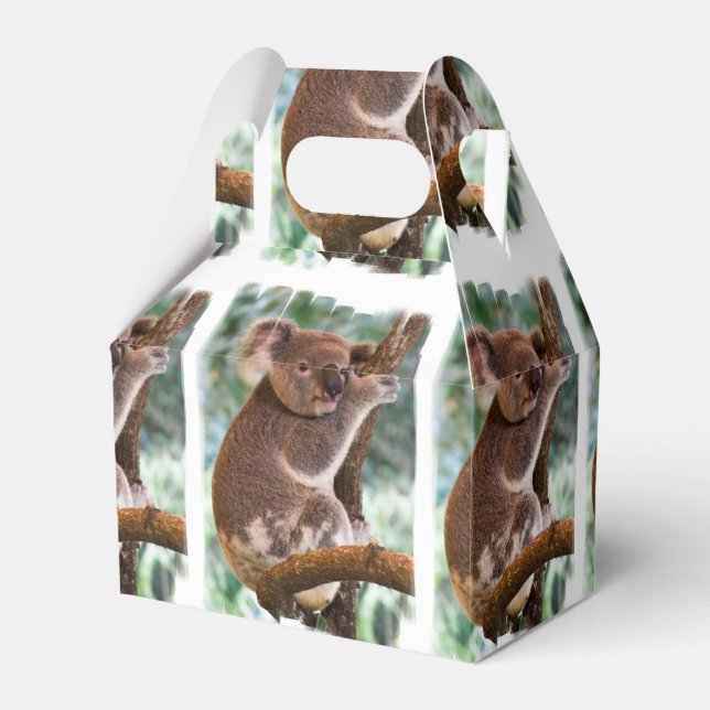 Koala Bear Geschenkschachtel (Vorderseite)
