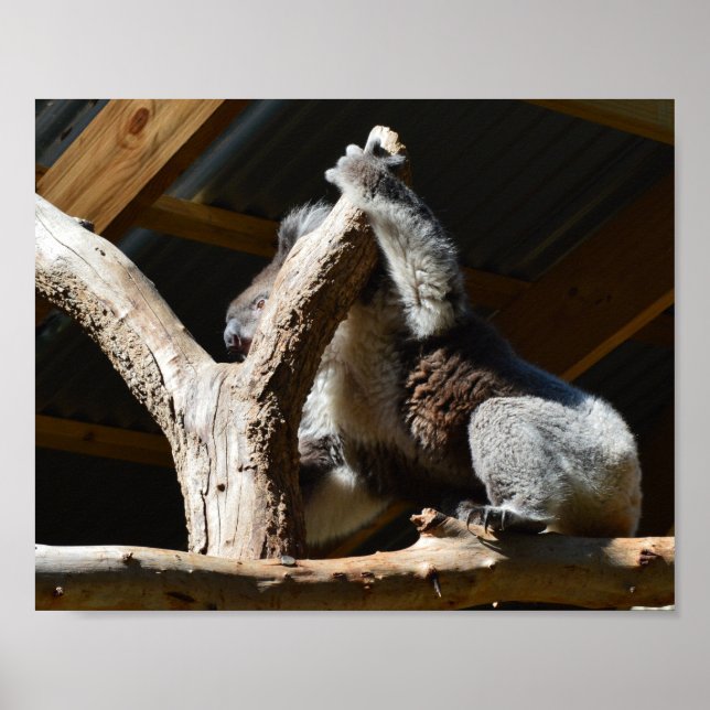 Koala Bear in Cubby House, Poster (Vorne)