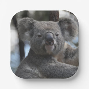 Koala Bear in Tree Pappteller