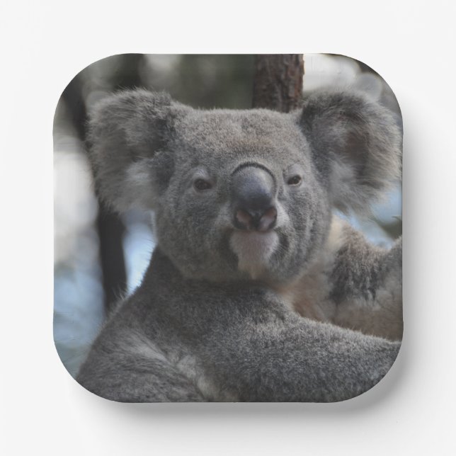 Koala Bear in Tree Pappteller (Vorderseite)