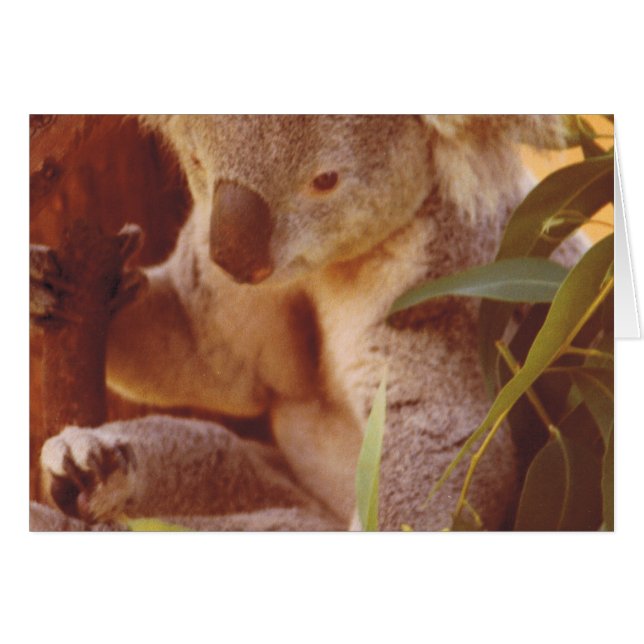 Koala Bear Liebe (Vorderseite (Horizontal))