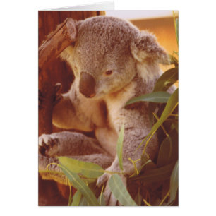 Koala Bear Liebe