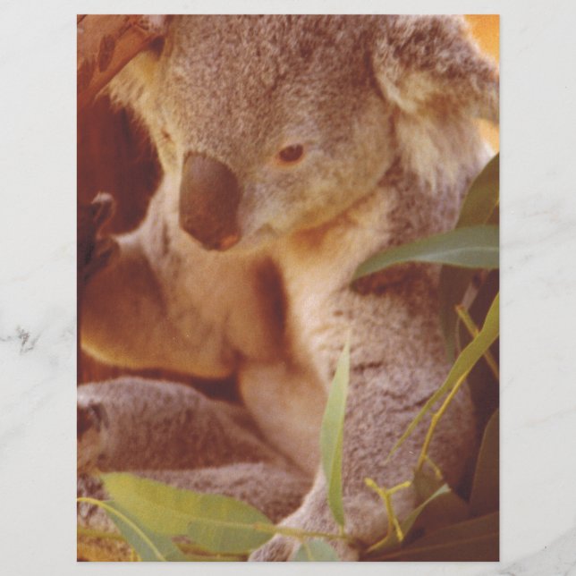 Koala Bear Liebe (Vorderseite)