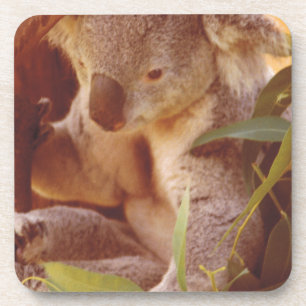 Koala Bear Liebe Getränkeuntersetzer