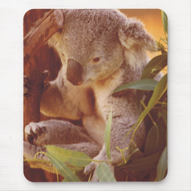 Koala Bear Liebe Mousepad (Vorne)