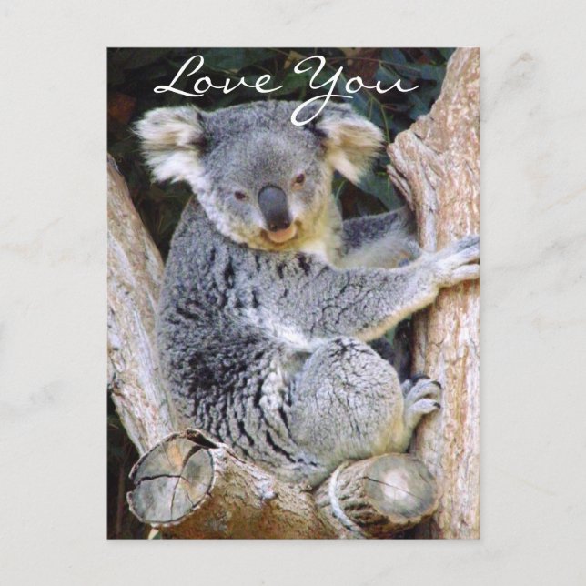 Koala Bear Liebe_ Postkarte (Vorderseite)