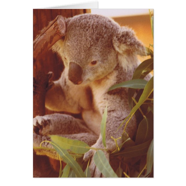 Koala Bear Love (Devant)