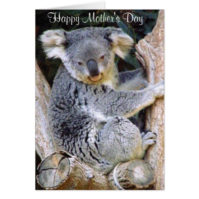 Koala Bear Love_ (Devant)