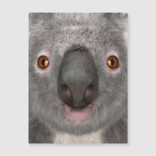 Koala Bear Magnetkarte