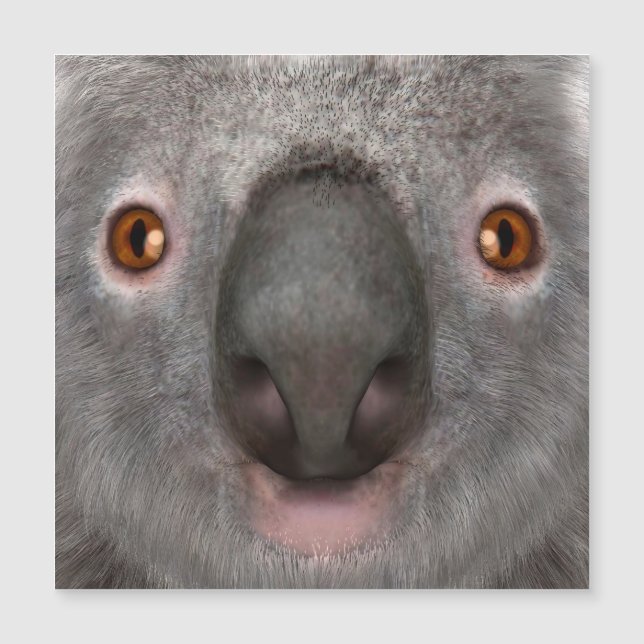 Koala Bear Magnetkarte (Vorderseite)
