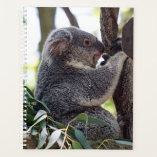 Koala Bear Planificateur hebdomadaire/mensuel