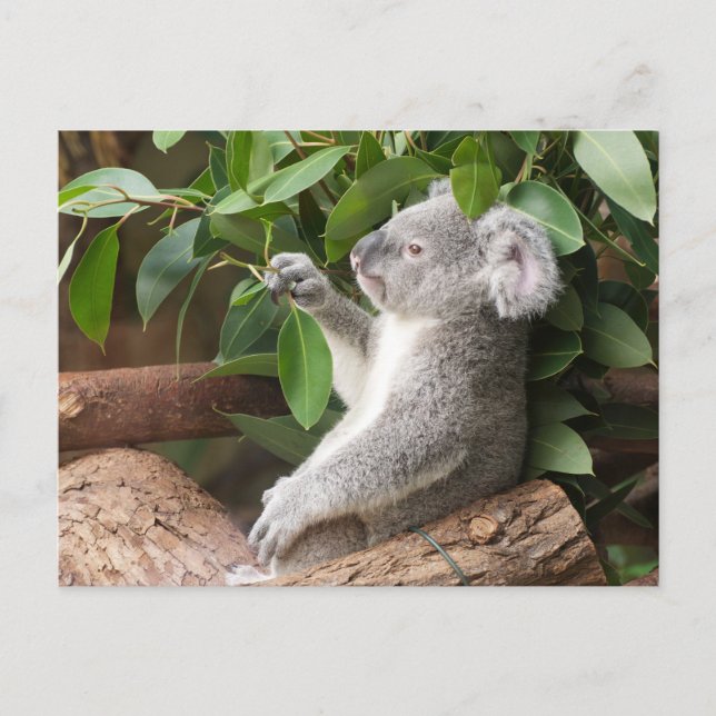 Koala Bear Postkarte (Vorderseite)
