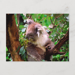 Koala Bear Postkarte