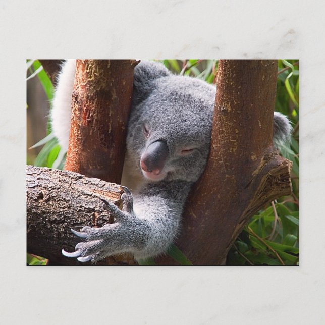 Koala Bear Postkarte (Vorderseite)