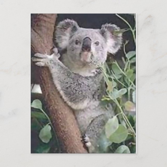 Koala Bear Postkarte (Vorderseite)