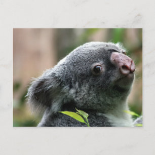 Koala Bear Postkarte