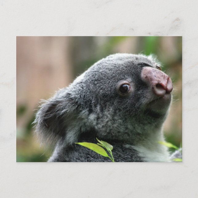 Koala Bear Postkarte (Vorderseite)