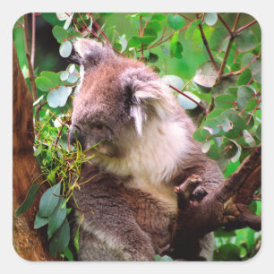 Koala Bear Quadratischer Aufkleber