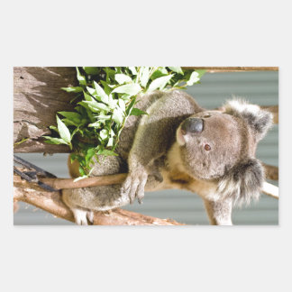 Koala Bear Rechteckiger Aufkleber