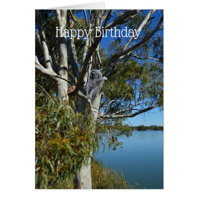 Koala Bear Sleeping In Gum Tree, Birthday (Vorne)