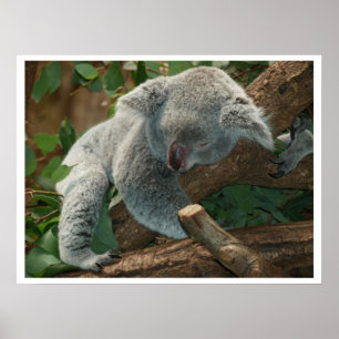 Koala Bear Sleeping Poster
