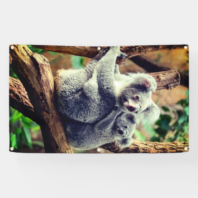 KOALA BEAR UND CUB BANNER MIT KÜHLMEERN (Horizontal)