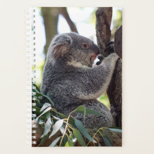 Koala Bear Weekly/Monatsplaner Planer