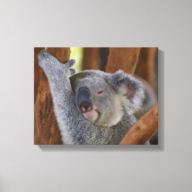 Koala Bear Wrapped Canvas Leinwanddruck (Vorderseite)