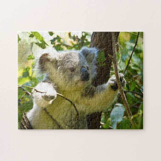 Koala Bears. (Horizontal)