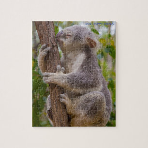 Koala Bears Australien