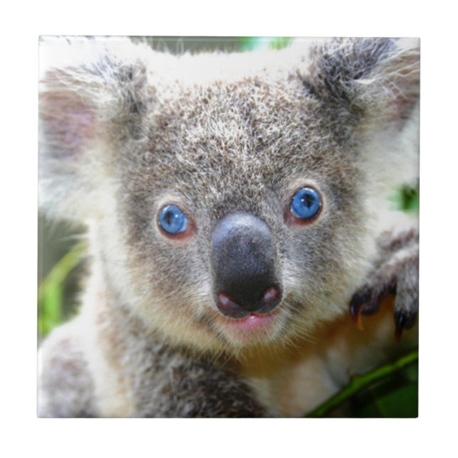 Koala Bears Fliese (Vorderseite)