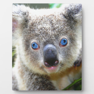 Koala Bears Fotoplatte