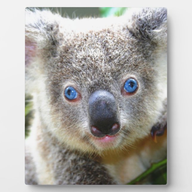 Koala Bears Fotoplatte (Vorderseite)