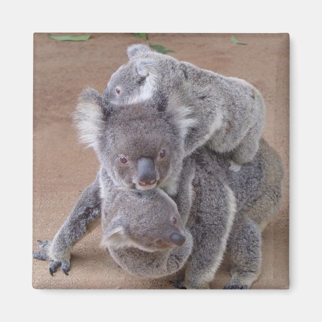 Koala Bears Magnet (Devant)