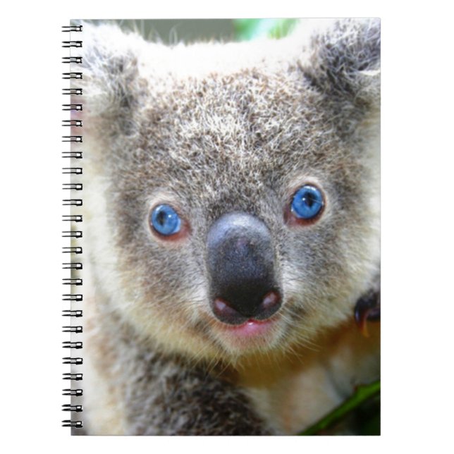 Koala Bears Notizblock (Vorderseite)