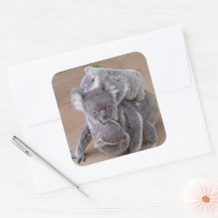 Koala Bears Quadratischer Aufkleber