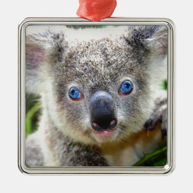 Koala Bears Silbernes Ornament (Vorne)