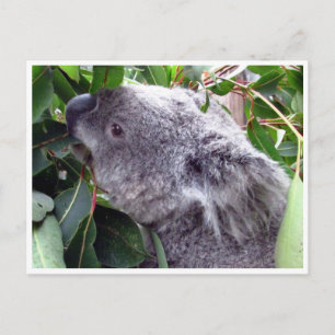 Koala-Blätter Postkarte