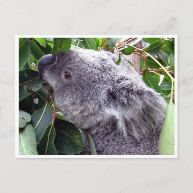 Koala-Blätter Postkarte (Vorderseite)