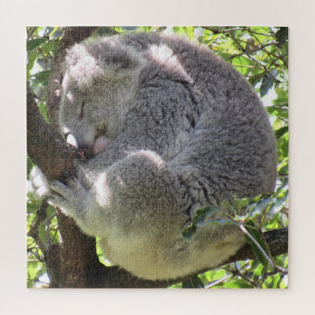 Koala-Bündel (Vertikal)