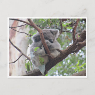Koala-Bündel Postkarte