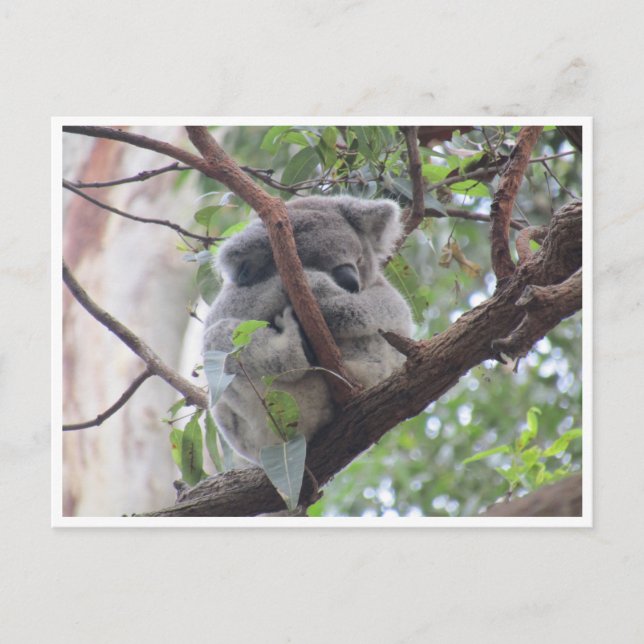 Koala-Bündel Postkarte (Vorderseite)
