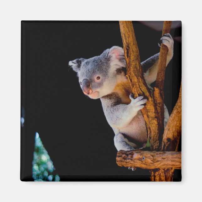 Koala Cute in Tree Gray Magnet (Vorne)