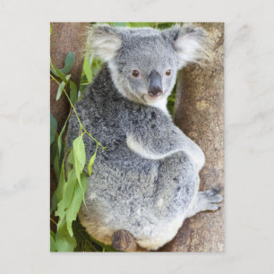 Koala dans une carte postale photo d'arbre