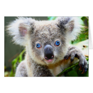 Koala "de bleus de bébé"