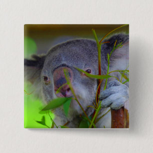 Koala, der Button isst
