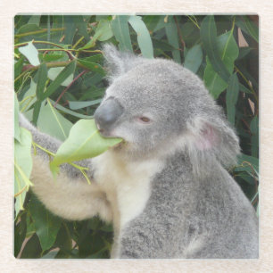 Koala, der ein Eukalyptusblatt isst Glasuntersetzer